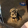 animal, basket, black_fur, brown_fur, carpet, cute, dog, fluffy, furniture, home, indoors, looking_at_camera, pet, portrait, puppy, shaggy_fur, sitting, small_dog, sunlight, toy
