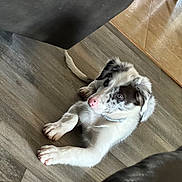 Tucker joined the competition — help win amazing prizes! animal, attention, black_fur, brown_fur, collar, cute, dog, domestic_animal, floor, fur, home, indoor, lying_down, pet, pink_nose, puppy, resting, white_fur, wooden_floor, young_dog