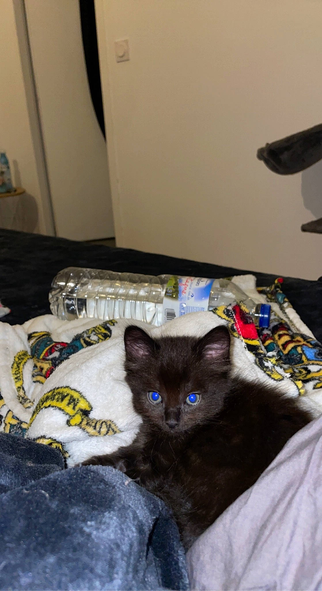 Malía participe au concours pour gagner de l'argent avec cette photo : black_cat, box, carnivore, cat, cat_supply, chartreux, claw, comfort, domestic_short_haired_cat, fawn, felidae, fur, grey, korat, linens, room, small_to_medium_sized_cats, table, tail, whiskers