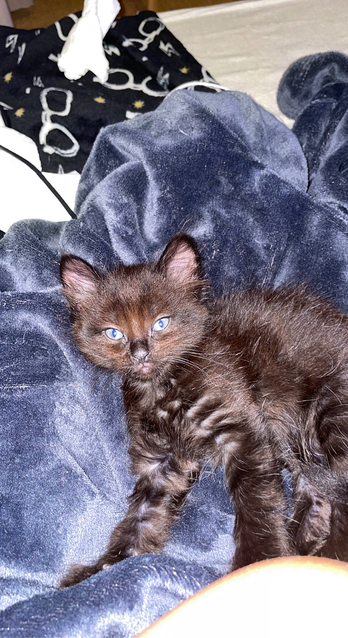 Malía participe au concours pour gagner de l'argent avec cette photo : carnivore, cat, claw, comfort, domestic_short_haired_cat, electric_blue, eye, fawn, felidae, fur, grey, paw, sitting, small_to_medium_sized_cats, snout, tail, terrestrial_animal, tree, whiskers, wildlife