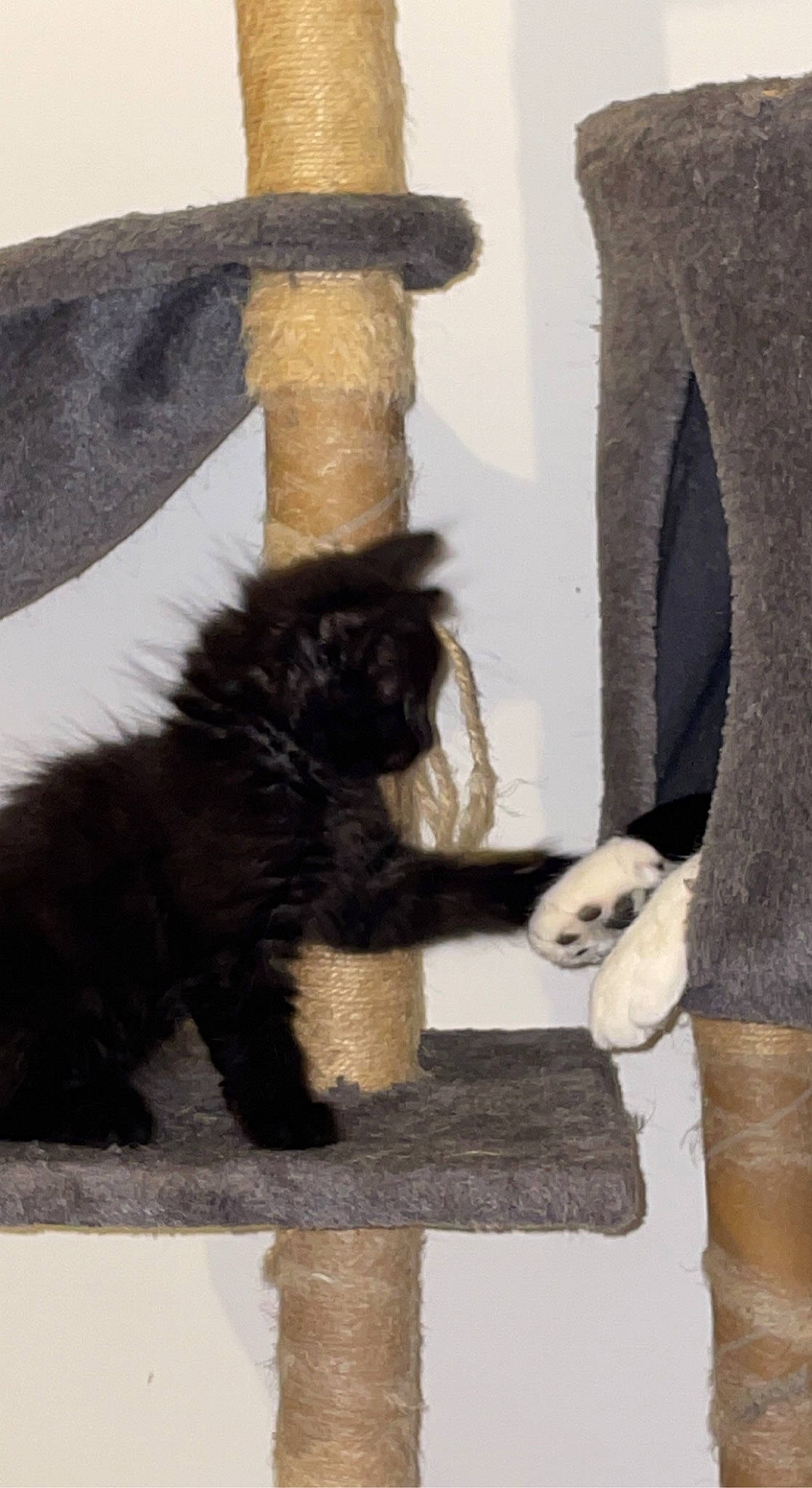 Malía participe au concours pour gagner de l'argent avec cette photo : black_cat, canidae, carnivore, cat, claw, companion_dog, dog_breed, felidae, fur, gesture, mammal, natural_material, paw, sleeve, small_to_medium_sized_cats, snout, tail, terrestrial_animal, vertebrate, whiskers