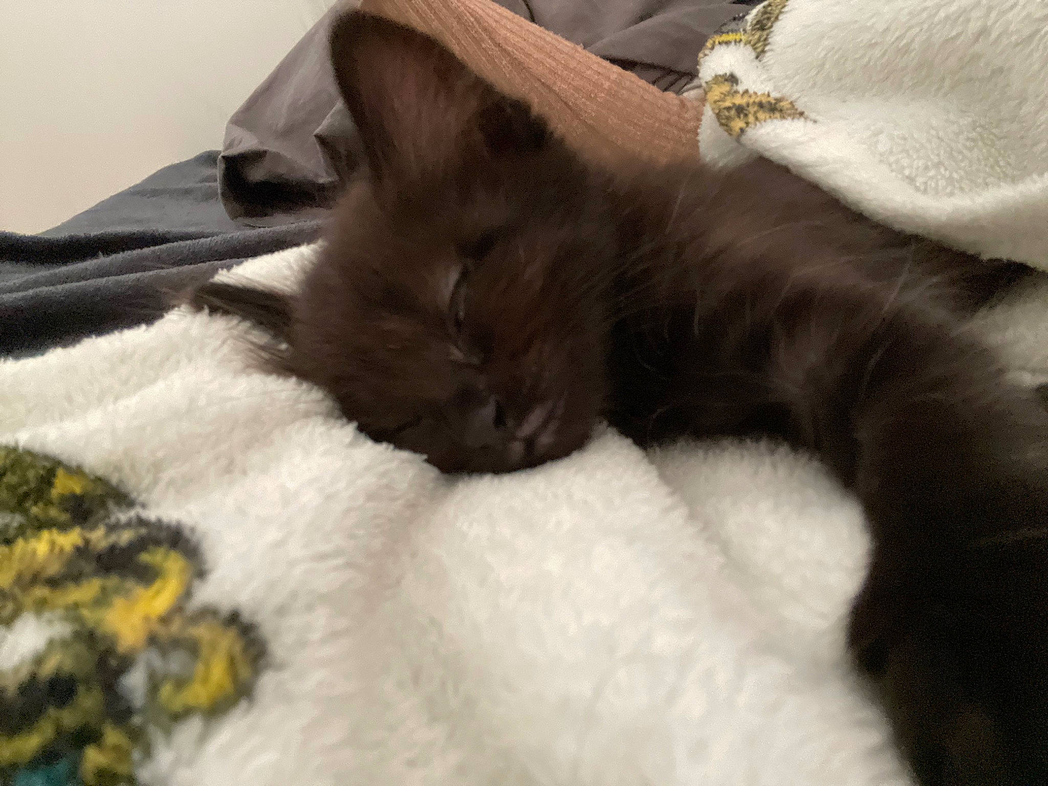 Malía a rejoint le concours — aidez-le/la à gagner de superbes lots ! bed, bedding, black_cat, carnivore, cat, claw, comfort, domestic_short_haired_cat, fawn, felidae, fur, grey, linens, nap, paw, room, small_to_medium_sized_cats, tail, textile, whiskers