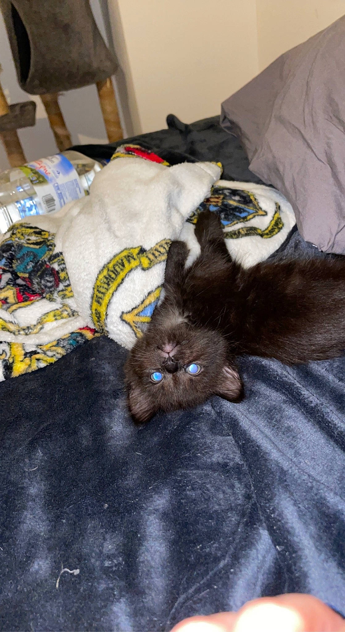 Malía participe au concours pour gagner de l'argent avec cette photo : bed, black_cat, carnivore, cat, cat_bed, cat_supply, chair, comfort, couch, domestic_short_haired_cat, felidae, fur, grey, linens, mammal, room, small_to_medium_sized_cats, tail, textile, whiskers