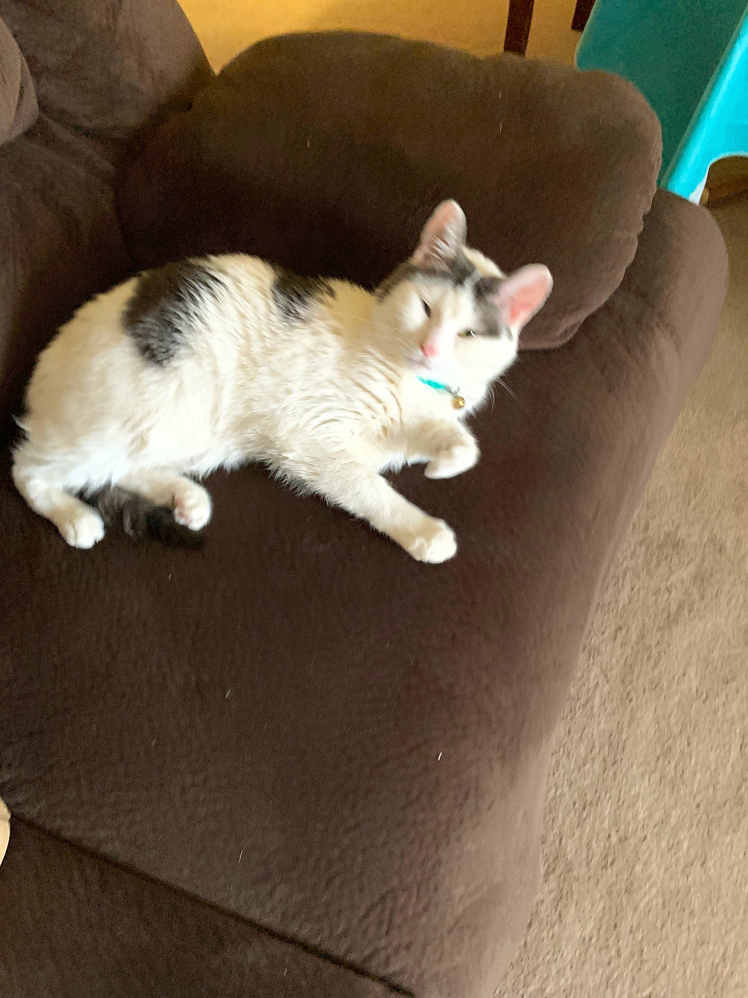 Nickson joined the competition — help win amazing prizes! carnivore, cat, comfort, companion_dog, couch, domestic_short_haired_cat, fawn, felidae, flooring, foot, fur, hardwood, human_leg, lap, paw, small_to_medium_sized_cats, snout, tail, whiskers, wood