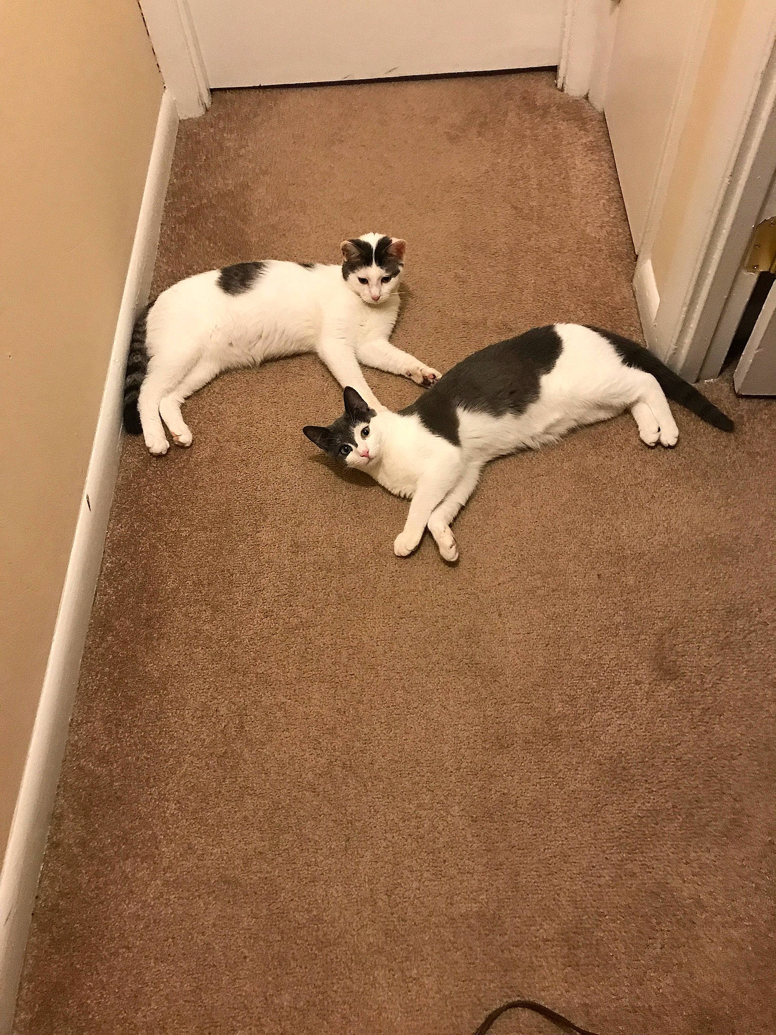 Nickson is registered to the contest to win money with this photo: carnivore, cat, comfort, companion_dog, dog_breed, fawn, felidae, floor, flooring, hardwood, human_leg, leg, paw, sky, small_to_medium_sized_cats, snout, tail, whiskers, white, wood