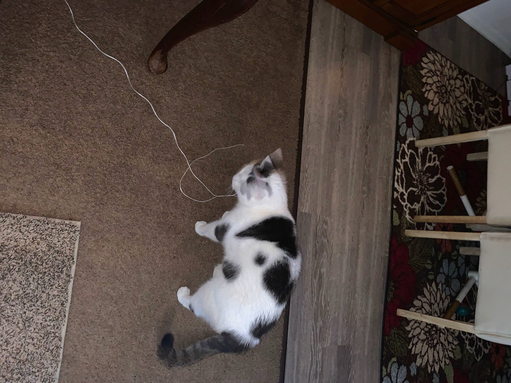 Nickson is registered to the contest to win money with this photo: building, canidae, carnivore, cat, companion_dog, dog_breed, domestic_short_haired_cat, felidae, flooring, fur, hardwood, monochrome, room, small_to_medium_sized_cats, snout, sporting_group, tail, whiskers, wood