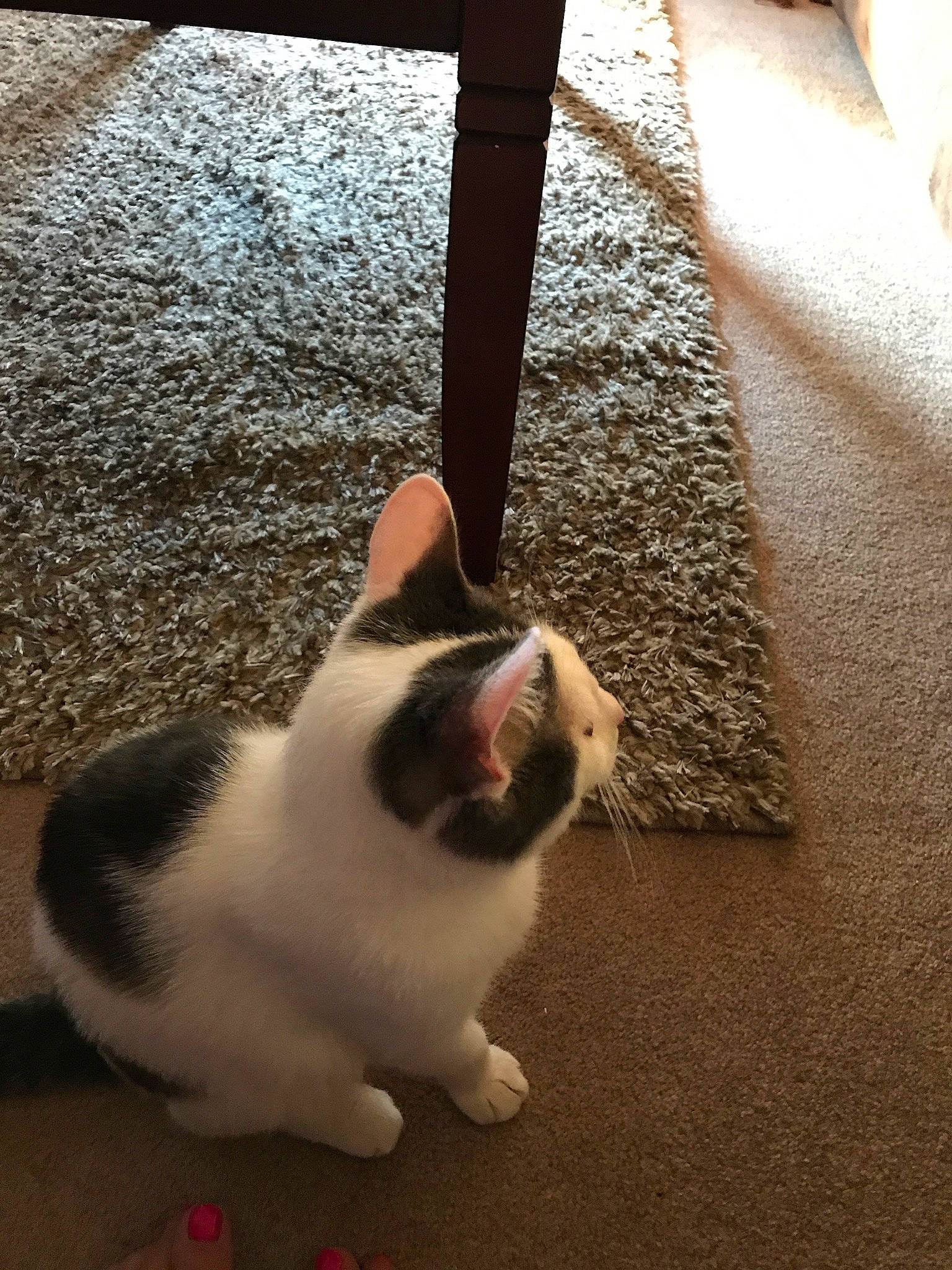 Nickson joined the competition — help win amazing prizes! carnivore, cat, domestic_short_haired_cat, felidae, floor, flooring, foot, fur, grass, grey, human_leg, mammal, plant, small_to_medium_sized_cats, tail, tints_and_shades, vertebrate, whiskers, window, wood