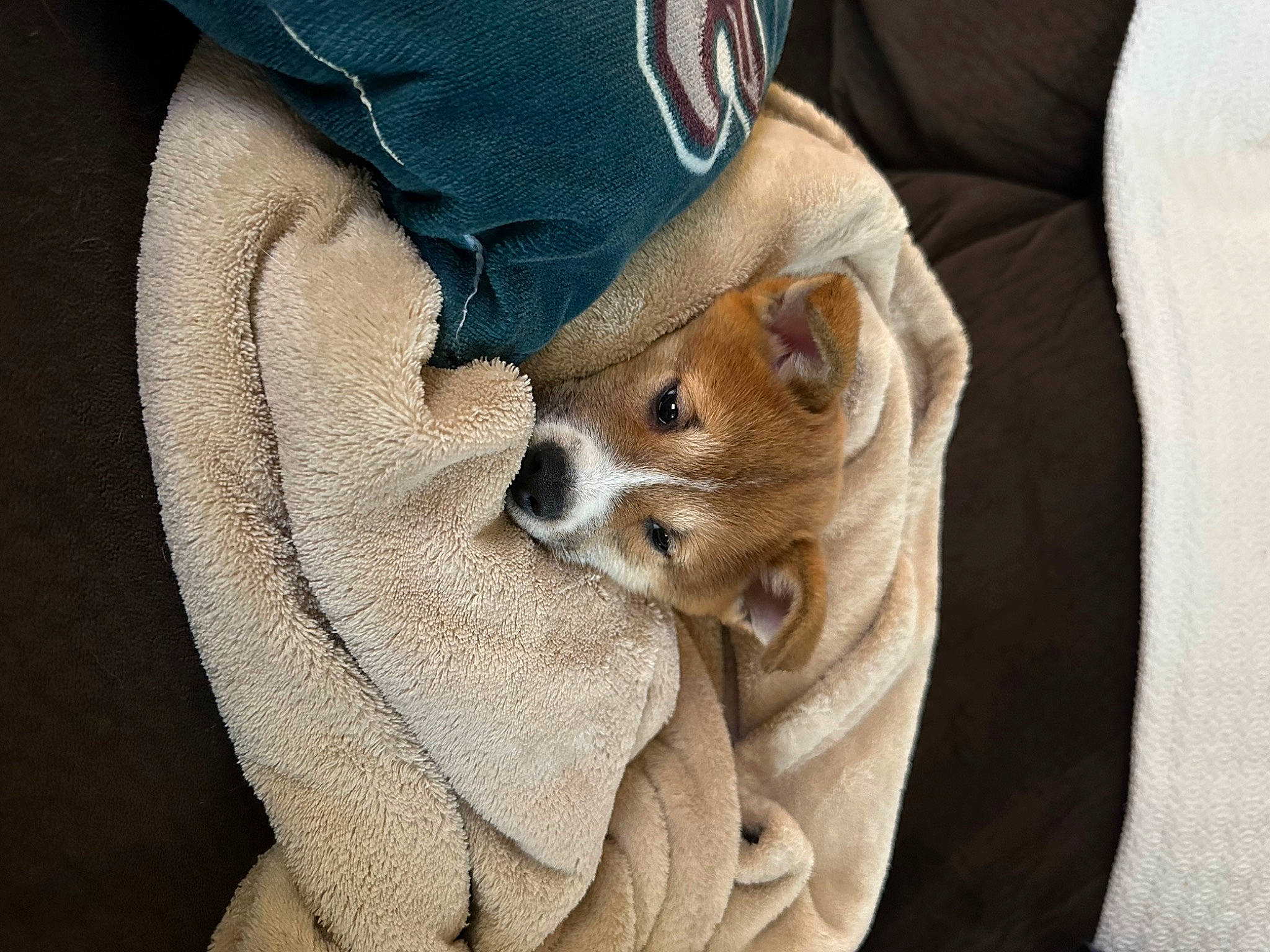 Snickers joined the competition — help win amazing prizes! canidae, carnivore, comfort, companion_dog, elbow, felidae, fur, gesture, human_leg, knee, linens, nail, sleeve, sporting_group, wrist