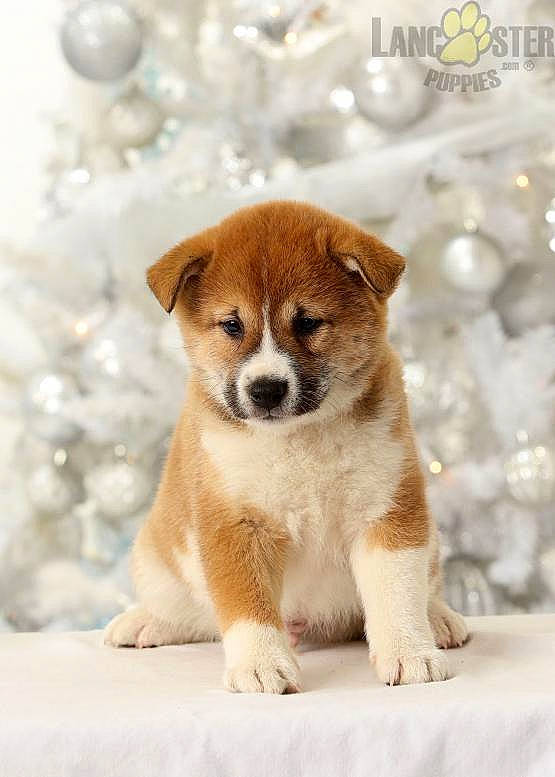 Snickers is registered to the contest to win money with this photo: ancient_dog_breeds, carnivore, companion_dog, corgi_chihuahua, dog, dog_breed, fawn, fur, tail, terrestrial_animal