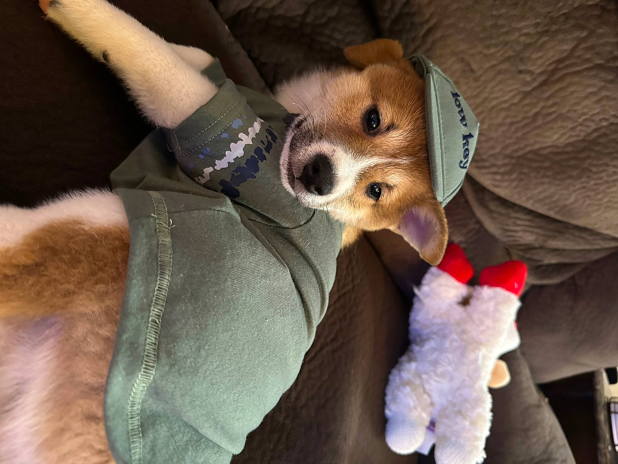 Snickers is registered to the contest to win money with this photo: canidae, carnivore, comfort, companion_dog, dog, dog_breed, dog_clothes, dog_supply, fawn, fur, paw, remote_control, snout, sporting_group, stuffed_toy, tail, toy_dog, vertebrate, whiskers, working_animal