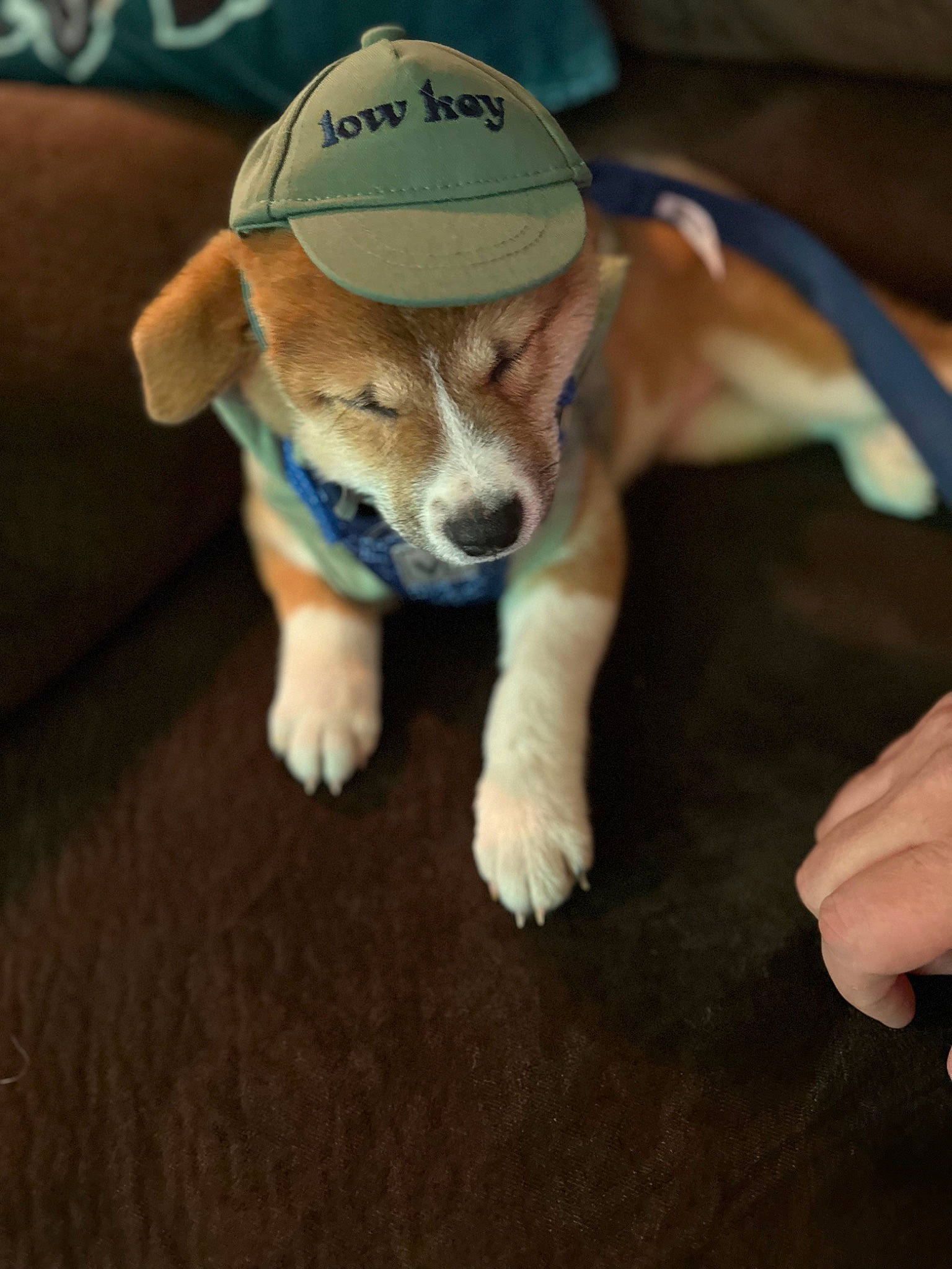 Snickers is registered to the contest to win money with this photo: cap, carnivore, companion_dog, dog, dog_breed, dog_clothes, dog_supply, fawn, flooring, fur, non_sporting_group, paw, snout, sporting_group, tail, terrestrial_animal, toy, toy_dog, whiskers, working_animal