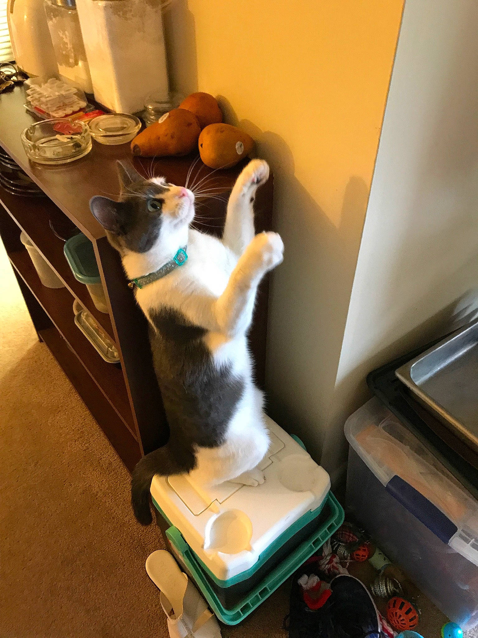 Berkeley joined the competition — help win amazing prizes! box, carnivore, cat, comfort, companion_dog, felidae, flooring, fruit, hardwood, home_appliance, plate, room, serveware, shelving, small_to_medium_sized_cats, tableware, tail, toy, whiskers, wood