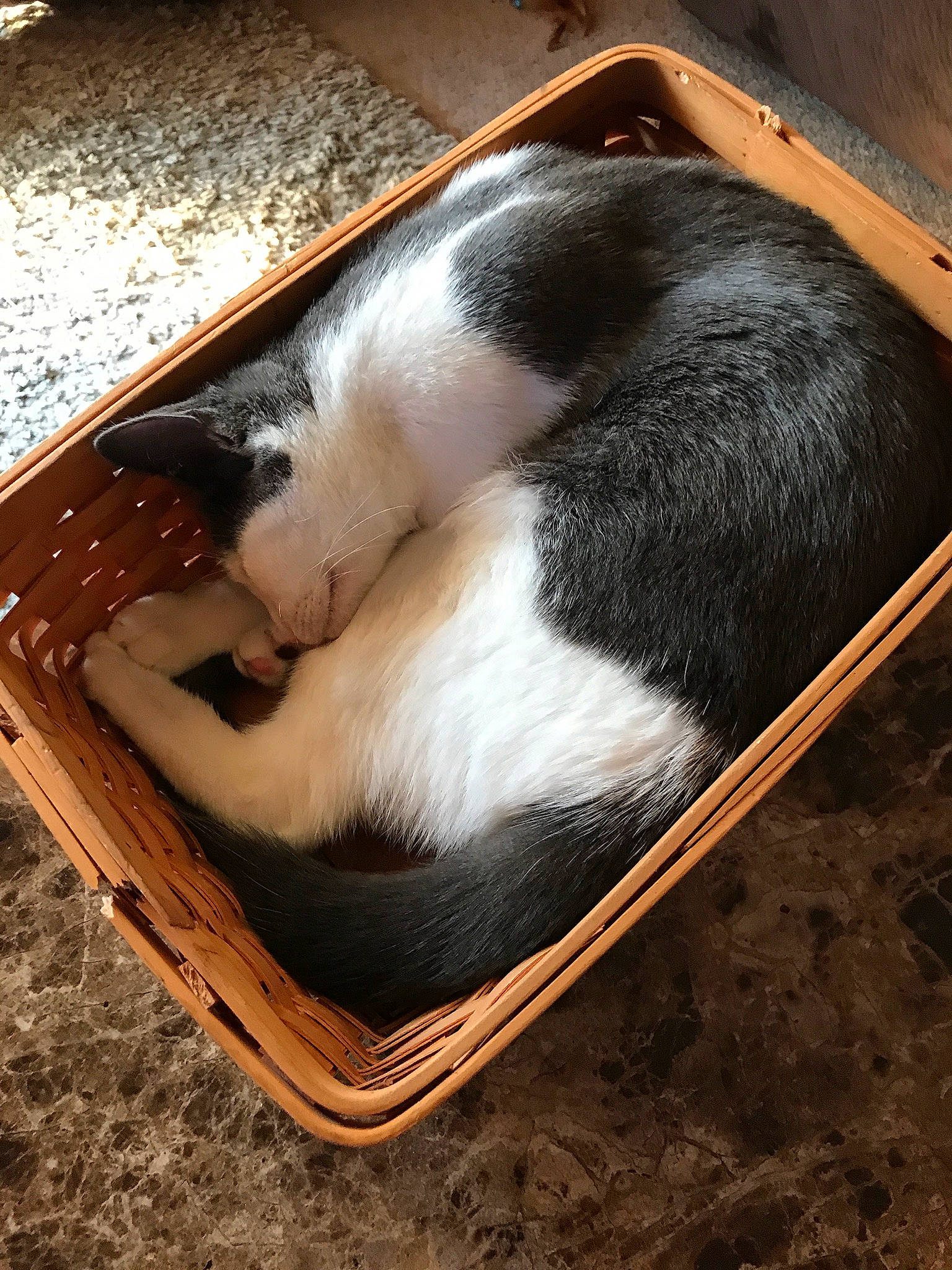 Berkeley joined the competition — help win amazing prizes! box, canidae, carnivore, cat, cat_supply, comfort, dog_breed, domestic_short_haired_cat, felidae, fur, grass, hardwood, pet_supply, small_to_medium_sized_cats, snout, sporting_group, tail, whiskers, window, wood