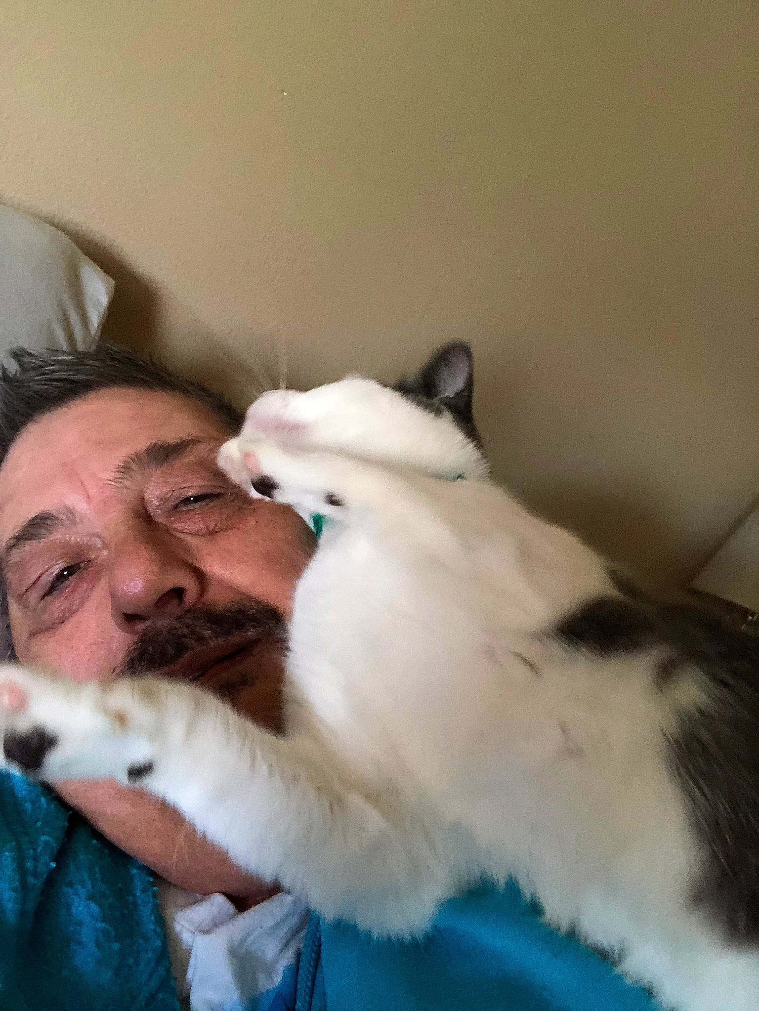 Berkeley joined the competition — help win amazing prizes! beard, canidae, carnivore, cat, comfort, companion_dog, dog_breed, domestic_short_haired_cat, ear, fang, fawn, felidae, fur, gesture, jaw, small_to_medium_sized_cats, smile, sporting_group, tail, whiskers