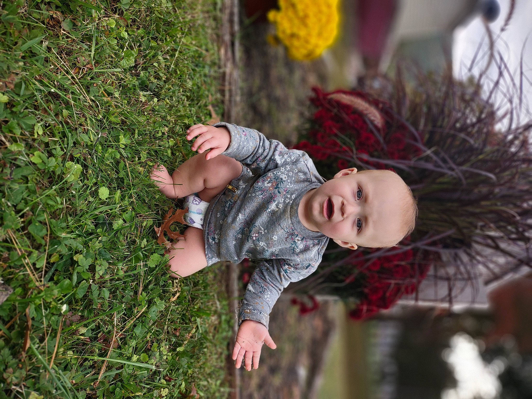 Journey is registered to the contest to win money with this photo: autumn, baby, botany, child, fun, fur, garden, grass, happy, leaf, leisure, pattern, people_in_nature, person, plant, portrait_photography, sitting, spring, toddler, tree