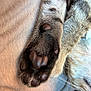 Minnie is registered to the contest to win money with this photo: animal, beige_fabric, cat, close_up, cozy, cute, detail, feline, fur, indoor, partial_face, paw, paw_pads, pet, relaxed, resting, sleeping, soft, texture, whiskers