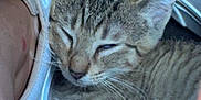 Minnie joined the competition — help win amazing prizes! animal, cat, closeup, cozy, cute, domestic_animal, ears, feline, fur, indoor, kitten, legs, pet, resting, sleepy, sneakers, tabby, whiskers, white_shoes, young