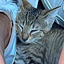 animal, cat, closeup, cozy, cute, domestic_animal, ears, feline, fur, indoor, kitten, legs, pet, resting, sleepy, sneakers, tabby, whiskers, white_shoes, young