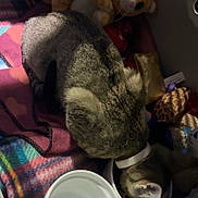 Minnie is registered to the contest to win money with this photo: animal, blanket, bowl, cat, collar, colorful, comfort, cozy, cute, domestic, feeding, feline, indoor, pet_carrier, plush_toy, resting, shadow, soft_light, striped_cat, water