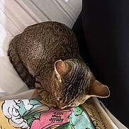 Minnie joined the competition — help win amazing prizes! animal, bed, blanket, cartoon_print, cat, closeup, clothing, colorful, comfort, cozy, fabric, feline, indoor, leg, pet, relaxing, resting, sleeping, soft, tabby_cat