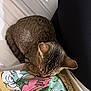 animal, bed, blanket, cartoon_print, cat, closeup, clothing, colorful, comfort, cozy, fabric, feline, indoor, leg, pet, relaxing, resting, sleeping, soft, tabby_cat