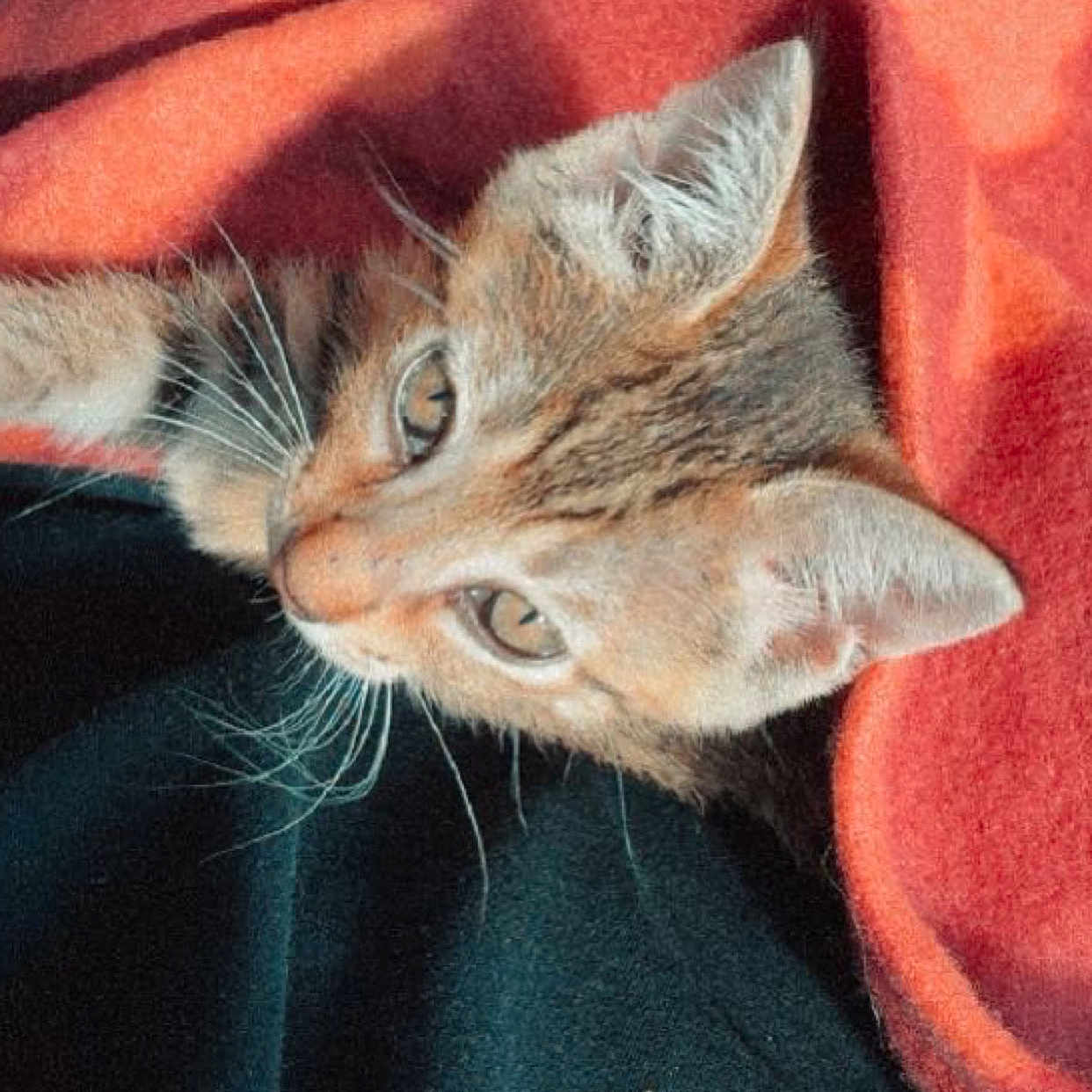 Minnie