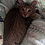 Minnie joined the competition — help win amazing prizes! animal, blanket, cat, closeup, companion, cozy, curious, cute, ears, feline, fur, indoor, pattern, paw, pet, resting, sleepy, soft, tabby, whiskers