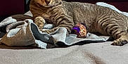 Minnie joined the competition — help win amazing prizes! animal, bedroom, blanket, can, cat, cozy, domestic, dorm_room, feline, furniture, indoor, lying_down, pet, plate, relaxed, resting, soft_toy, striped, tabby, toy