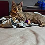 animal, bedroom, blanket, can, cat, cozy, domestic, dorm_room, feline, furniture, indoor, lying_down, pet, plate, relaxed, resting, soft_toy, striped, tabby, toy