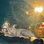 Minnie is registered to the contest to win money with this photo: animal, calm, car_interior, cat, city_lights, closeup, cute, dashboard, domestic, feline, indoor, mammal, night, pet, rain, resting, side_view, striped, tabby, urban