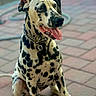 dalmatian, dog, pet, canine, spotted, tongue_out, sitting, collar, chain, outdoor, brick_patio, animal, mammal, happy, playful, fur, ears, eyes, nose, portrait