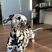 Solar Eclipse is registered to the contest to win money with this photo: animal, black_and_white, chair, companion, cute, dalmatian, desk, dog, heterochromia, indoor, lounge, modern_room, monitor, pet, portrait, relaxed, shadow, spot_pattern, sunlight, wooden_floor