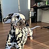 animal, black_and_white, chair, companion, cute, dalmatian, desk, dog, heterochromia, indoor, lounge, modern_room, monitor, pet, portrait, relaxed, shadow, spot_pattern, sunlight, wooden_floor