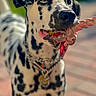 dalmatian, dog, pet, animal, rope_toy, playing, close_up, black_spots, white_fur, collar, chain, outdoor, sunlight, portrait, snout, ears, tongue, mouth, focus, blurred_background