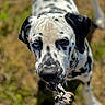 dalmatian, dog, puppy, playing, rope_toy, outdoor, grass, spots, brown_eye, blue_eye, pet, animal, canine, close_up, sunlight, tongue, chewing, young, fun, nature