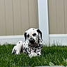 Solar Eclipse is registered to the contest to win money with this photo: dalmatian, puppy, dog, grass, outdoor, pet, chewing, stick, young, black_and_white, canine, fence, playing, animal, cute, lying_down, nature, summer, backyard, relaxed