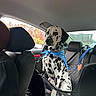 dalmatian, dog, blue_bandana, car, backseat, leash, seat_cover, window, autumn, trees, orange_leaves, pet, animal, inside, travel, restraint, sitting, black_and_white, spot, canine