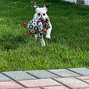 Solar Eclipse is registered to the contest to win money with this photo: dalmatian, dog, puppy, grass, ball, playing, outdoor, fence, pet, running, greenery, yard, fun, animal, mammal, active, happy, cute, nature, summer