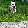dalmatian, dog, puppy, grass, ball, playing, outdoor, fence, pet, running, greenery, yard, fun, animal, mammal, active, happy, cute, nature, summer