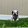 Solar Eclipse joined the competition — help win amazing prizes! dalmatian, puppy, dog, grass, outdoor, pet, animal, white, black_spots, young, cute, sitting, nature, canine, fur, background, wall, curious, tongue, ears