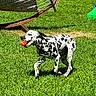 dalmatian, dog, grass, ball, outdoor, sunlight, playful, pet, animal, hammock, greenery, summer, canine, active, happy, nature, yard, spotty, fetch, collar