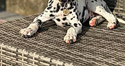 Solar Eclipse is registered to the contest to win money with this photo: dalmatian, puppy, dog, outdoor, sunlight, woven_chair, pet, animal, cute, spotty, collar, lying_down, young, playful, domestic_animal, resting, close_up, furniture, summer, adorable