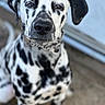 dalmatian, dog, pet, animal, black_spots, white_fur, close_up, collar, chain, face, ears, outdoor, blurred_background, canine, portrait, sitting, fur, muzzle, nose, expression