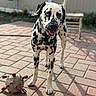 dalmatian, dog, pet, animal, outdoor, toy, ball, brick_patio, sunlight, shadow, fence, chair, garden, plants, happy, tongue_out, spots, playful, standing, daylight