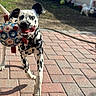 dalmatian, dog, toy, running, outdoor, backyard, pavement, sunlight, pet, playful, ears, black_spots, white_fur, fence, grass, second_dog, happy, animal, canine, daytime