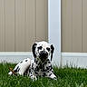 dalmatian, puppy, dog, grass, outdoor, pet, lying_down, black_and_white, cute, young, animal, nature, playful, fence, portrait, summer, canine, domestic_animal, muzzle, ears