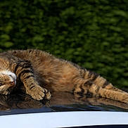 Mishka participe au concours pour gagner de l'argent avec cette photo : cat, tabby, animal, pet, feline, relaxed, lying_down, car_roof, reflection, outdoor, greenery, hedge, fur, whiskers, paws, daylight, nature, resting, closeup, domestic_animal