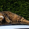 cat, tabby, animal, pet, feline, relaxed, lying_down, car_roof, reflection, outdoor, greenery, hedge, fur, whiskers, paws, daylight, nature, resting, closeup, domestic_animal