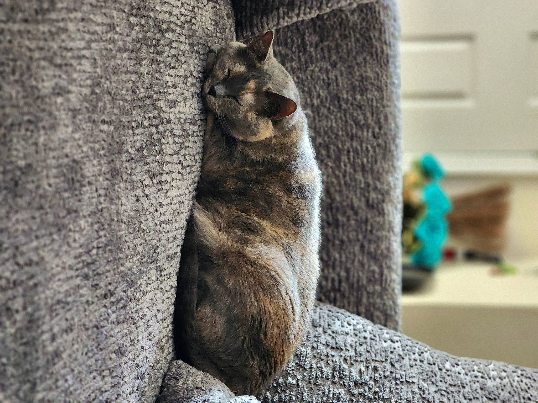 Lily joined the competition — help win amazing prizes! bedrock, carnivore, cat, domestic_short_haired_cat, door, felidae, fur, grey, paw, road_surface, rock, small_to_medium_sized_cats, tail, terrestrial_animal, tree, trunk, whiskers, wildlife, window, wood