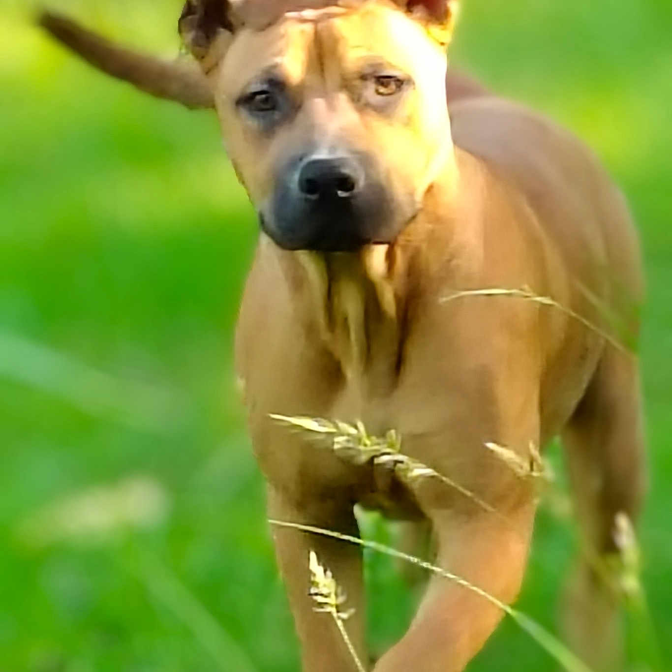 Cooper is registered to the contest to win money with this photo: alert, animal, brown_dog, canine, daylight, dog, ears_up, eyes, field, fur, grass, greenery, mammal, nature, outdoor, pet, portrait, snout, standing, tail